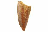 Serrated, Raptor Tooth - Real Dinosaur Tooth #186096-1